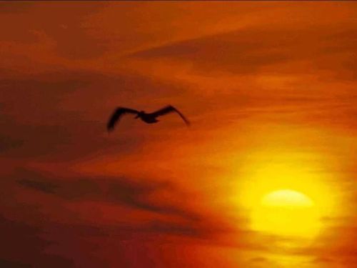 tahoecwl's profile picture. Married, 1 Pyrenees, 1 Australian Kelpie, forever student, always learning. Blessed beyond all I could ask or imagine.