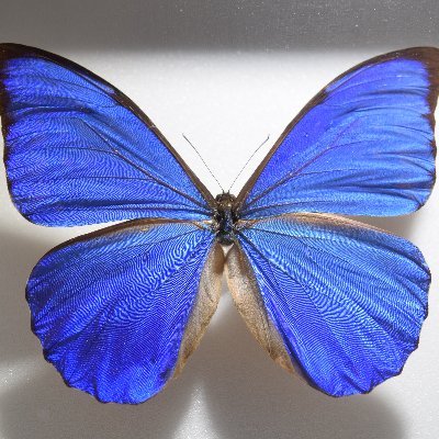 昆虫という趣味の世界を通じてたくさんの事を発見し、学ぶ事に喜びを感じます。 Insect collecting and specimen making are universal hobbies. Come and connect with me!