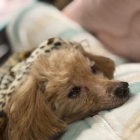 🌺ⓨⓞⓢⓗⓘⓜⓘ🌺 (@yoshimi_moamiru) 's Twitter Profile