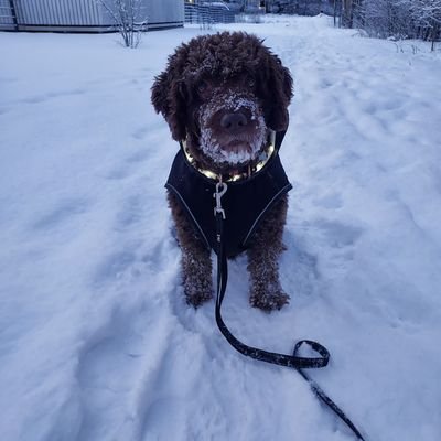 leenapelto's profile picture. #osaaminen #oppiminen