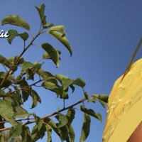 πΉπππππππ (@riffettee) 's Twitter Profile
