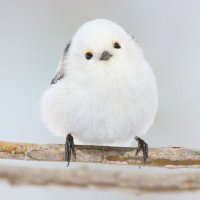 高橋ちあき (@38fmlxgkuhot4jd) Twitter profile photo