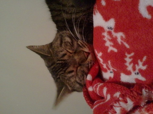 felixthefatcat's profile picture. i'm felix. i'm a cat. i like to eat and sleep. that's all.