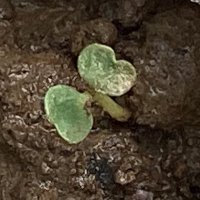 quink👾 (@quwifh) 's Twitter Profile Photo