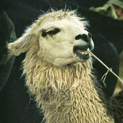 LoboNegron's profile picture. 