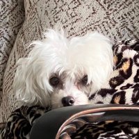 Mama George (@imgabesmom) 's Twitter Profile