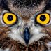 urfakuşu (@urfakuu160655) Twitter profile photo urfakuşu (@urfakuu160655) Twitter profile photo