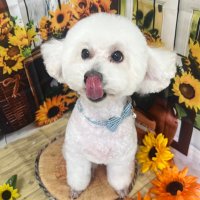 shr1mp (@shr1mp_oa) 's Twitter Profile