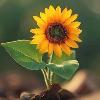 🌻ทานตะวัน🌻さんのプロフィール画像