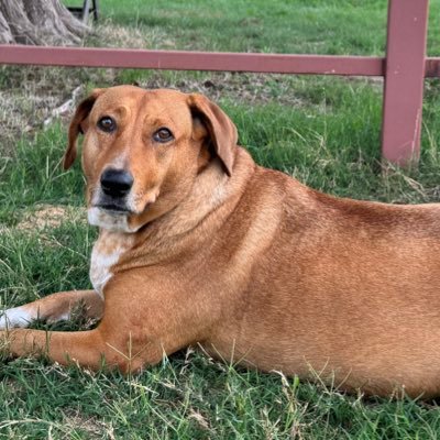 DazzedAmerican's profile picture. ✝️GOD, Family, Country🇺🇸Proud Patriot 🇺🇸Major Tech Enthusiast🇺🇸3x TRUMP Voter #MAGA🇺🇸💯PRO 1🅰️↔️2🅰️ 🇺🇸#IFBAP 🔄FollowForFollow #TRUMP2024🚫DM’s