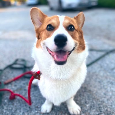 piggyflies36003's profile picture. 💎🙌 hodl’er🪙🏪💹 $BCH🟰💊