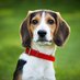 beagle Vibes Only (@beaglevibesonly) Twitter profile photo beagle Vibes Only (@beaglevibesonly) Twitter profile photo