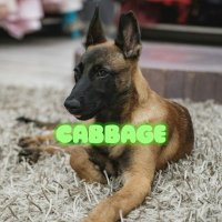 cabbage (@cabbageonbnb) 's Twitter Profile