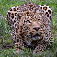 Joseph Tsi (@josephtsi16232) 's Twitter Profile