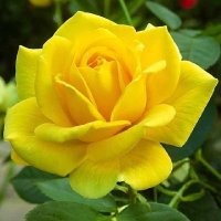 إيليا أبو ماضي النيسابوري 🩷 (@thinkingguy2023) Twitter profile photo