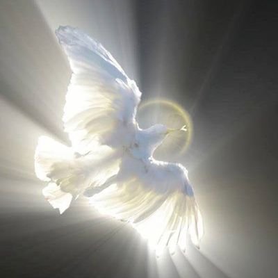 God Loving 🕊🙏🌎
Digital Soldier Q🕊🙏🌎
Warrior Of Love 🕊🙏🌎
Trump Supporter 🕊🙏🌎