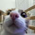 ☆●Nala●•°○☆ (@nalalechat_) Twitter profile photo ☆●Nala●•°○☆ (@nalalechat_) Twitter profile photo