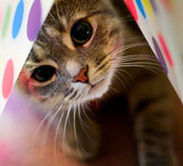 ImagineCreateEn's profile picture. I blog about how to do things on the internet and post pictures I like. Drop by, I'd love to hear from you!