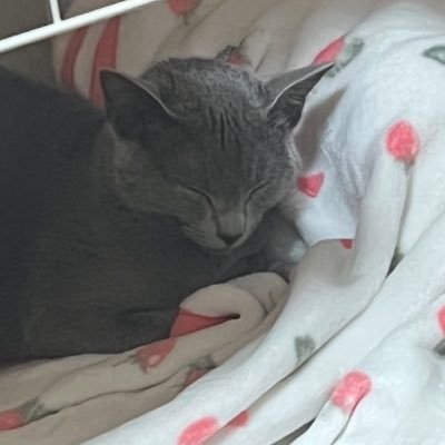 perfect__neet's profile picture. うるさいので音量注意🙌 口が悪く気が強いです👾味方に文句言う事はないです🙋‍♀️25↑🫶 #VALORANT