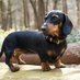 Dachshund Club (@dachshundclubs) Twitter profile photo Dachshund Club (@dachshundclubs) Twitter profile photo