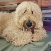 🇨🇵🇨🇵 Edmond Poulécéduuc ? 🇨🇵🇱🇦 (@pomme_abel) 's Twitter Profile Photo 🇨🇵🇨🇵 Edmond Poulécéduuc ? 🇨🇵🇱🇦 (@pomme_abel) 's Twitter Profile Photo