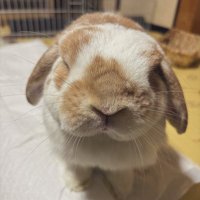 Big sub (@bigdicksubby) 's Twitter Profile