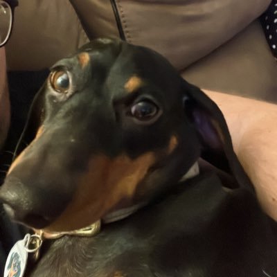 SirJackWest's profile picture. Follow us @jacksdoorbelljingles on TikTok and insta, big Cas Tigers fan and LUFC