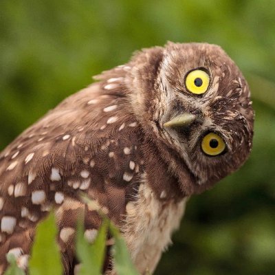 Andy4_de's profile picture. oO