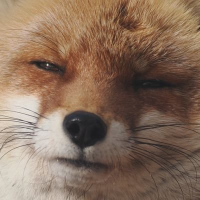 xFangTheFox's profile picture. 