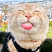 Retard (@retarded406) 's Twitter Profile