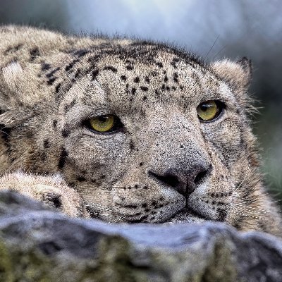 sosnowsnowy's profile picture. 