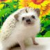 ハリネズミのキララ🦔 (@kirara_hari) Twitter profile photo ハリネズミのキララ🦔 (@kirara_hari) Twitter profile photo