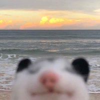 zzZoΓ« (@facelessdumbass) 's Twitter Profile Photo zzZoΓ« (@facelessdumbass) 's Twitter Profile Photo