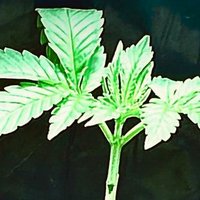 Ben grows (@bengrowsbud) 's Twitter Profile
