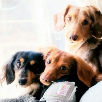 nacochi079's profile picture. 【今日のちょこれおろい】
チョコロイ闘争勃発中🥹💔

チョコ🐾2021年6月生まれ♂
レオ🐾2022年５月生まれ♂
ロイ🐾2024年3月生まれ♂

びびりなちょこくんと
やんちゃなれおくん。
そして末っ子ロイくん。

そんな3匹の成長記録✐
無言フォロー失礼しますm(__)m