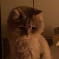 5 (@ft_766) 's Twitter Profile