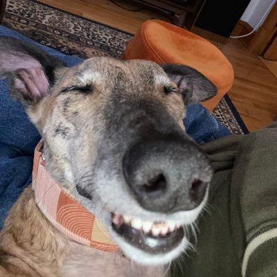 dogsinjeans's profile picture. he/him. Glass-Beagle is my band