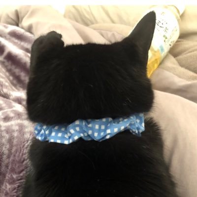 yoko458ma's profile picture. 最愛の猫ココが2025.2.10am4:00に死んだ。死んだ時間が近づくとココの回想をするのでフォローを外した方がいい。50日祭すぎても涙が枯れることはなかった。デルタ株で重体1ヶ月間意識不明4ヵ月入院後遺症あり。頭がおかしい