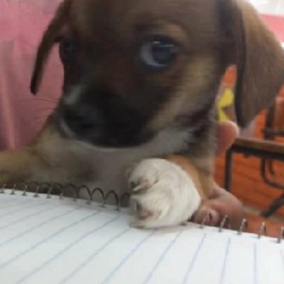 _zultierdna's profile picture. SC.  SEP 💚🐷