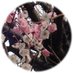 高尾梅郷 梅の開花情報+ (@umekaika) Twitter profile photo 高尾梅郷 梅の開花情報+ (@umekaika) Twitter profile photo