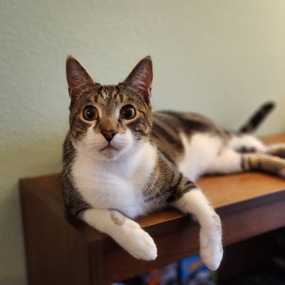 tj_thetor's profile picture. Fascism = Socialism  / Communism = Fascism on steroids
Constitutionalist. Good news: the government shall not. Bad news: I'm not the government, Comrade.