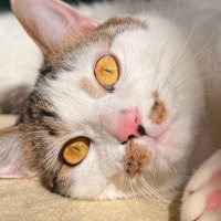 meru (@me_chacat) 's Twitter Profile Photo meru (@me_chacat) 's Twitter Profile Photo