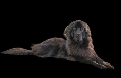 garfieldveto's profile picture. 