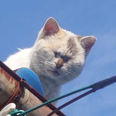 ichirobowl's profile picture. 佐賀県佐賀市在住 叔父の管材屋勤務、
材料が8割くらい揃う店🌤
優しい時間が流れてる🐷

宜しくお願い致します。