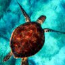 MiningSwifty's profile picture. Humble Hex Turtle, working in the Hex mines since 2020. Tea enjoyer