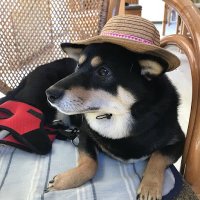 nako@30代でエンジニアを目指してみる (@5h2xte4imh79233) Twitter profile photo