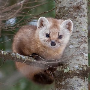 FowGui's profile picture. 