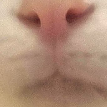 Egirltjr's profile picture. 이리오너라