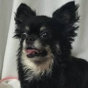 もしも はないさん。さんのプロフィール画像