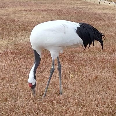 とふさんのプロフィール画像